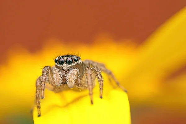 Крупним Планом Знімок Стрибаючого Павука Квітці Лісі — стокове фото