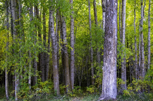 Una Vista Natural Árboles Altos Gruesos Bosque — Foto de Stock