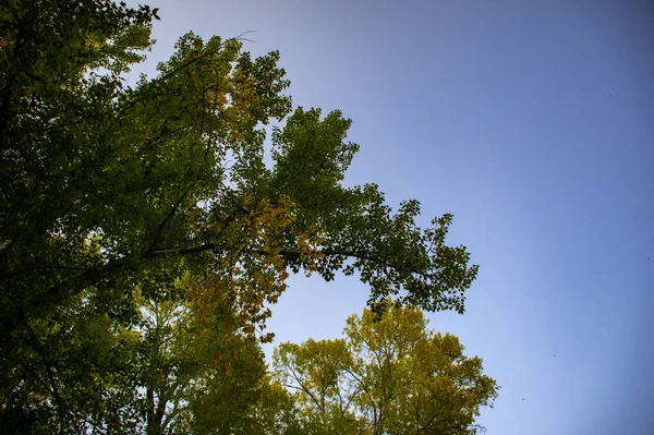 Niski Kąt Grubych Liści Gałęziach Drzew Słoneczny Dzień — Zdjęcie stockowe