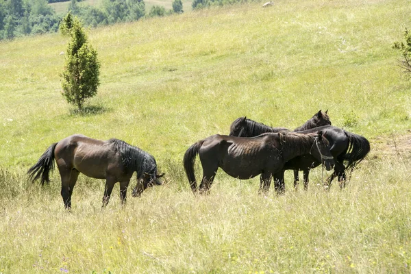 Equus Ferus Caballus Cheval Réserve Naturelle Uvac Serbie — Photo