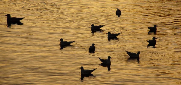 Ein Glänzender Kanal Mit Den Silhouetten Schwimmender Enten Bei Sonnenuntergang — Stockfoto