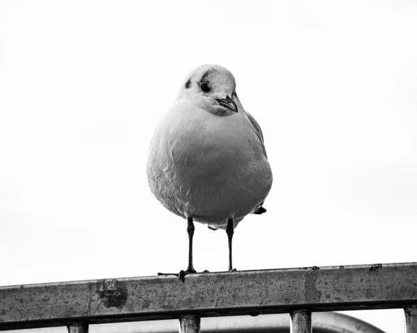 Nahaufnahme Eines Vogels Auf Einem Balkon Graustufen — Stockfoto