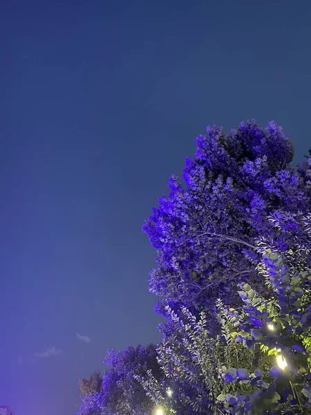 Вертикальний Знімок Красивої Квітки Ясним Небом Задньому Плані — стокове фото