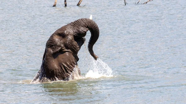 Elefante Adulto Che Salta Acqua — Foto Stock