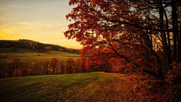 Malowniczy Widok Drzewa Barwnymi Listowiem Lesie Autumn — Zdjęcie stockowe
