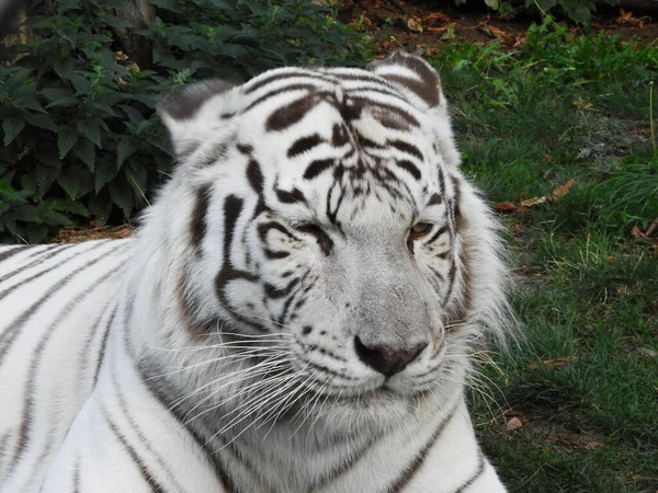 Closeup Shot Beautiful White Striped Tiger — Stock Photo, Image