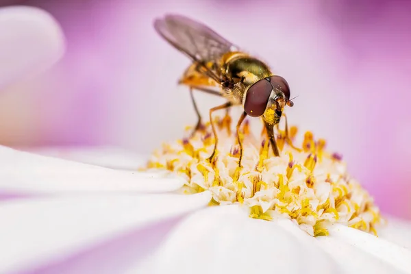Tiro Close Hoverfly Uma Flor Jardim — Fotografia de Stock