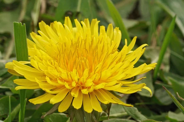 Nahaufnahme Von Der Gelben Blüte Des Löwenzahns Taraxacum Officinale Und — Stockfoto