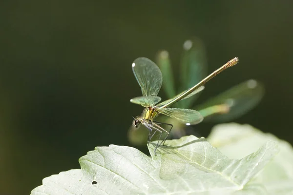 Nahaufnahme Einer Kleinen Libelle Die Auf Einem Blatt Sitzt — Stockfoto