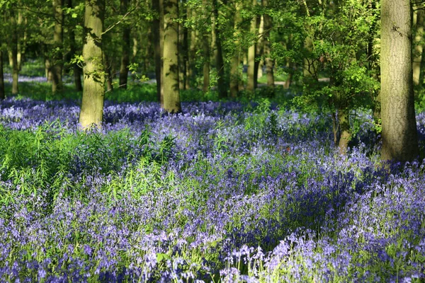 Holz Voller Blauglocken England Großbritannien — Stockfoto