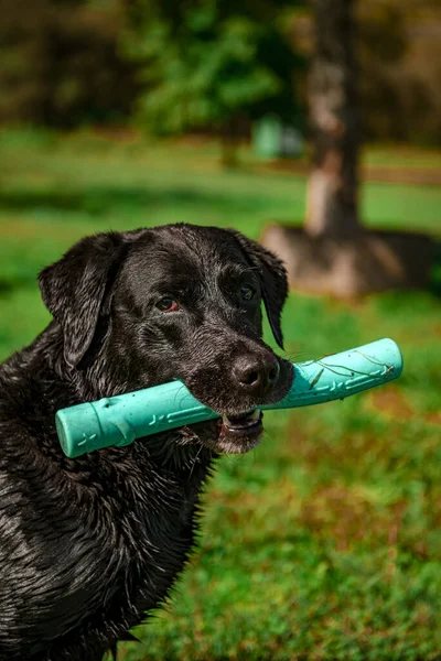 Adorable Black Labrador Playing Park Toy Its Mouth — Stock Photo, Image