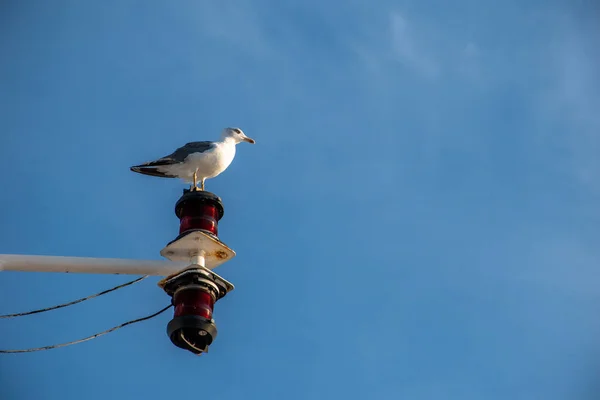 Uma Gaivota Empoleirada Num Poste — Fotografia de Stock