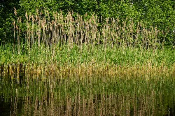 Lac Avec Des Roseaux Marécageux Poussant Sur Rivage — Photo