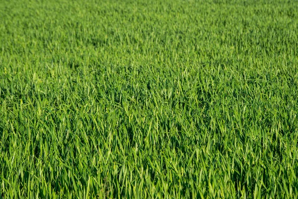 Gros Plan Herbe Verte Sur Une Prairie — Photo