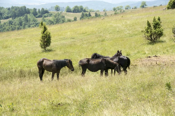 Equus Ferus Caballus Caballo Reserva Natural Uvac Serbia —  Fotos de Stock