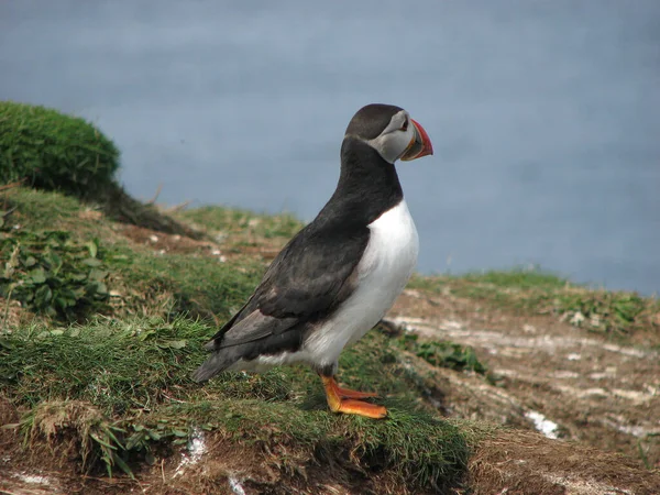 Een Close Shot Van Schattige Papegaaiduiker Aan Zee Treshnish Isles — Stockfoto