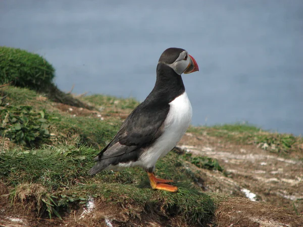 Ένα Κοντινό Πλάνο Του Χαριτωμένο Puffin Από Θάλασσα Treshnish Isles — Φωτογραφία Αρχείου