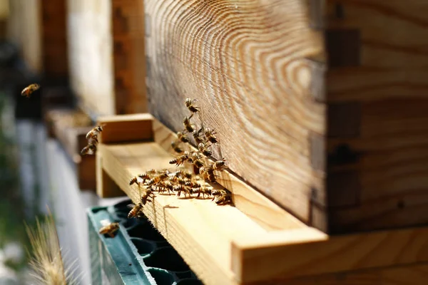 Крупный План Деревянного Улья Пчел — стоковое фото