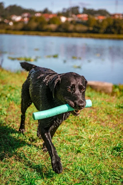Adorable Labrador Negro Jugando Parque Con Juguete Boca — Foto de Stock
