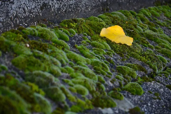 Selective Focus Shot Yellow Leaf Moss — Stock Photo, Image