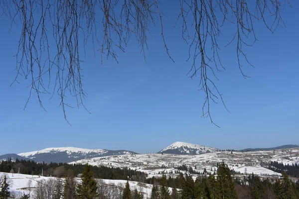 Een Prachtig Landschap Met Besneeuwde Velden Dennenbos Karpaten Bergen Oekraïne — Stockfoto
