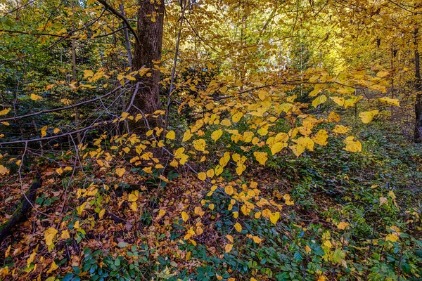 Красивый Снимок Пейзажа Облачным Небом Осенью — стоковое фото