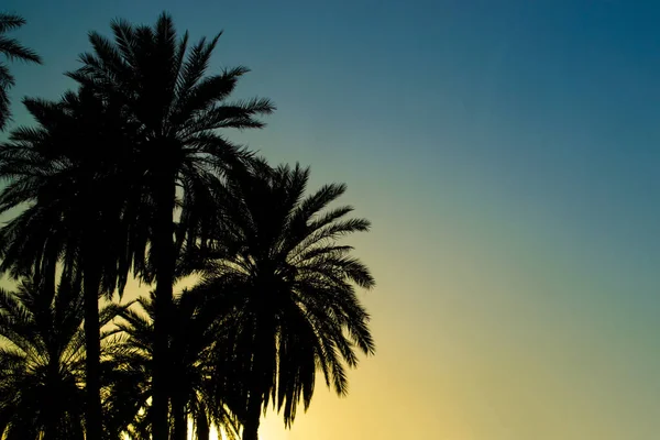 Silhouettes Palm Trees Sunrise Iraq — Stock Photo, Image
