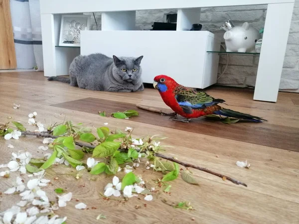 Жизнь Животных Дружба Кошки Попугая — стоковое фото