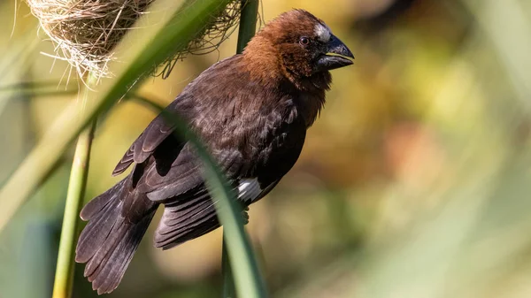 Enfoque Selectivo Tejedor Pico Grueso Encaramado Una Rama Árbol — Foto de Stock