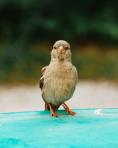 Μια Κάθετη Λήψη Ενός Μικρού Πουλιού Που Κοιτάζει Κατευθείαν Στην — Φωτογραφία Αρχείου