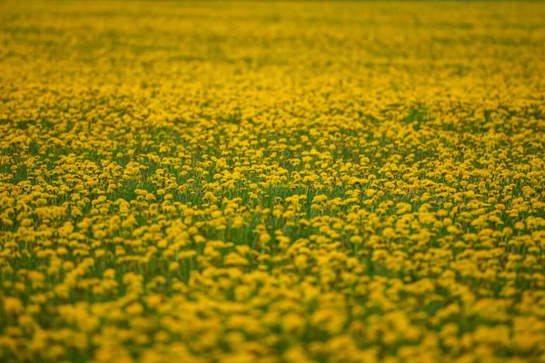 Красивый Луг Цветущими Желтыми Одуванчиками — стоковое фото