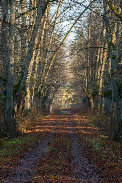 美しい秋の森の中をトレイルの垂直ショット — ストック写真