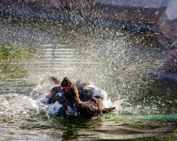 Утка Пруду Брызги Воды — стоковое фото