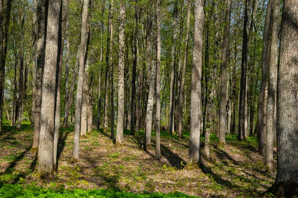 Ένα Όμορφο Δάσος Ψηλά Λεπτά Δέντρα — Φωτογραφία Αρχείου