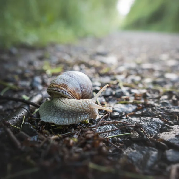 Closeup Shot Burgundy Snail Crawling Footpath Forest — Stock Photo, Image