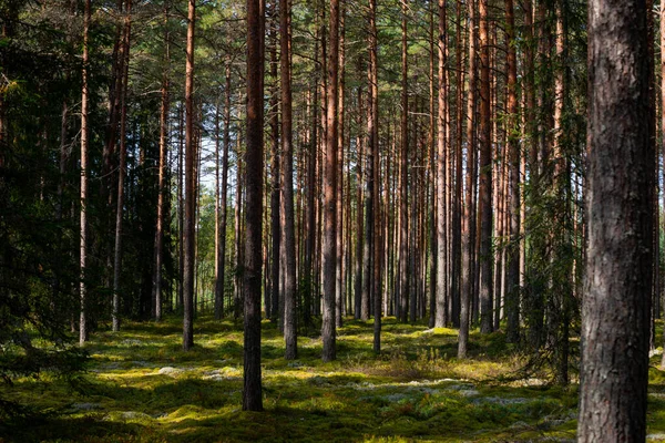 Uzun Ince Ağaçları Olan Güzel Bir Orman — Stok fotoğraf