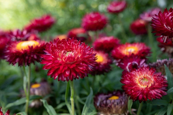 Tiro Close Flores Eternas Vermelhas Florescendo — Fotografia de Stock