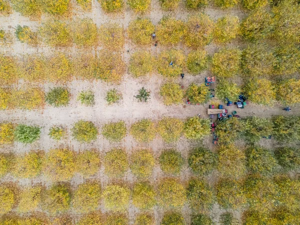 Вид Воздуха Погрузчик Перемещающий Яблоки Производства Сока — стоковое фото