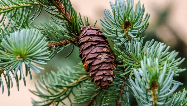 Närbild Tall Hängande Från Ett Träd Skog — Stockfoto