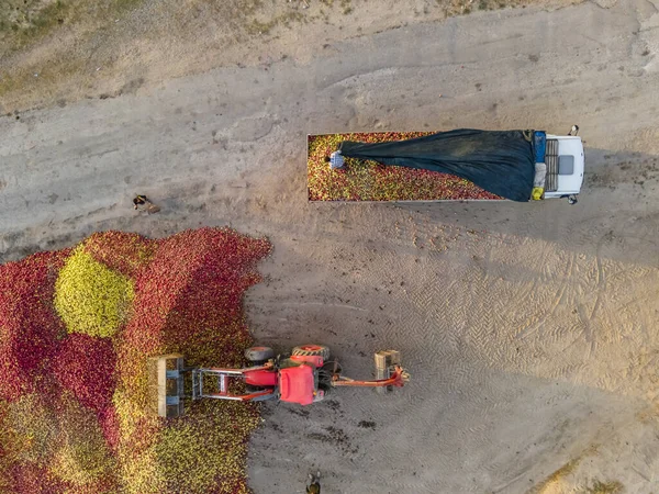 Eine Luftaufnahme Des Laders Bringt Äpfel Zum Standort Für Die — Stockfoto