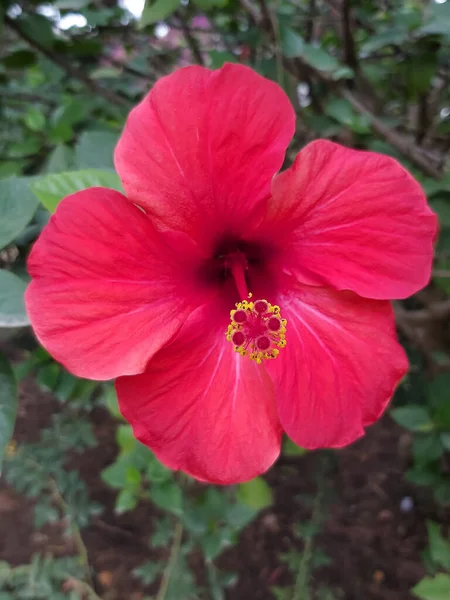 Крупним Планом Квітуча Рожева Квітка Гібіскуса — стокове фото
