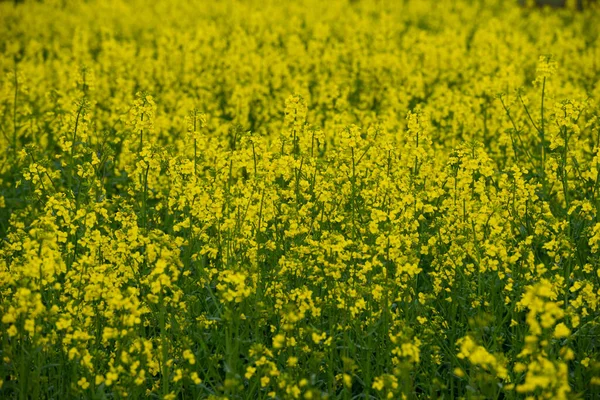 Rozkvetlé Pole Jasně Žlutých Květů Kanoly — Stock fotografie
