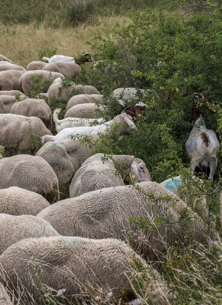 Ένα Κοντινό Πλάνο Ενός Τσούρμου Πρόβατα Ένα Χωράφι Κατά Διάρκεια — Φωτογραφία Αρχείου
