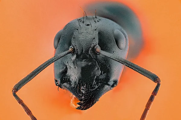 Una Macro Toma Una Hormiga Reina Sobre Fondo Naranja — Foto de Stock