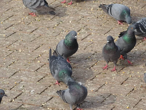 Meydandaki Bir Grup Güvercinin Yakın Plan Fotoğrafı — Stok fotoğraf