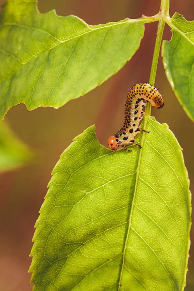 Oruga Comiendo Una Hoja Sol Tarde —  Fotos de Stock