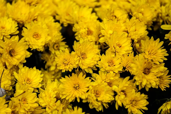 Primo Piano Crisantemi Gialli Che Crescono Campo Sotto Luce Del — Foto Stock