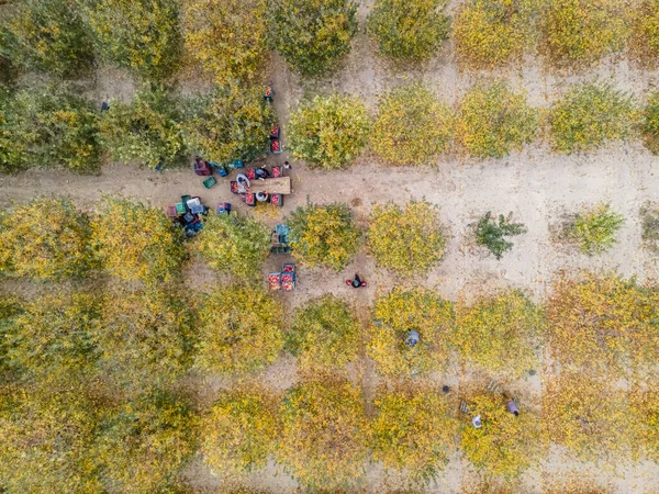 Una Vista Aérea Cargador Reubicando Manzanas Para Producción Jugo — Foto de Stock