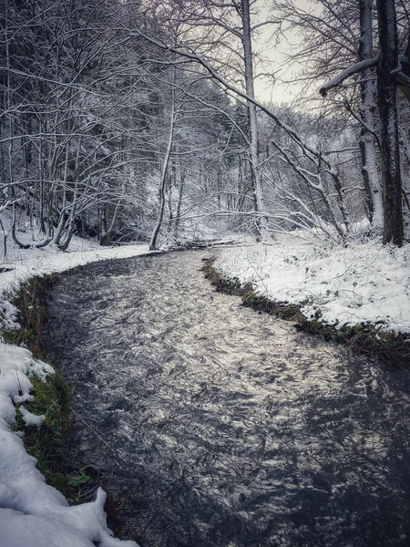 Rivière Eifel Hiver Arbres Enneigés Long Rive — Photo