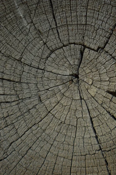 Ahşap Bir Ağaç Dokusunun Yakın Plan Çekimi — Stok fotoğraf